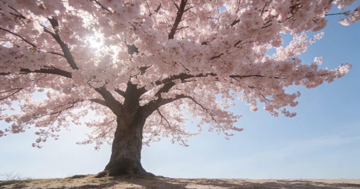 gros cerisier rose en fleurs sous ciel bleu