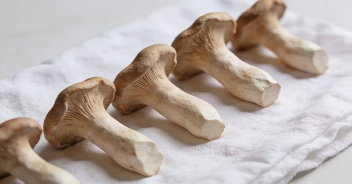 Girolles fraiches alignees sur torchon blanc sec
