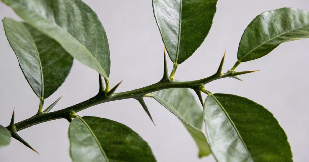 Gros plan sur citronnier epineux sans fleurs