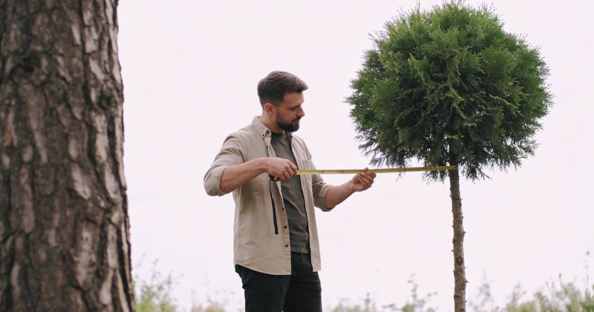 Homme debout mesurant un arbre vert moyen
