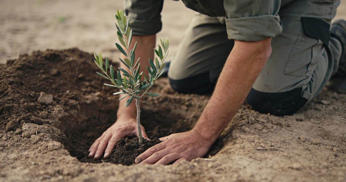 jardinier courbe plantant jeune olivier trou terre
