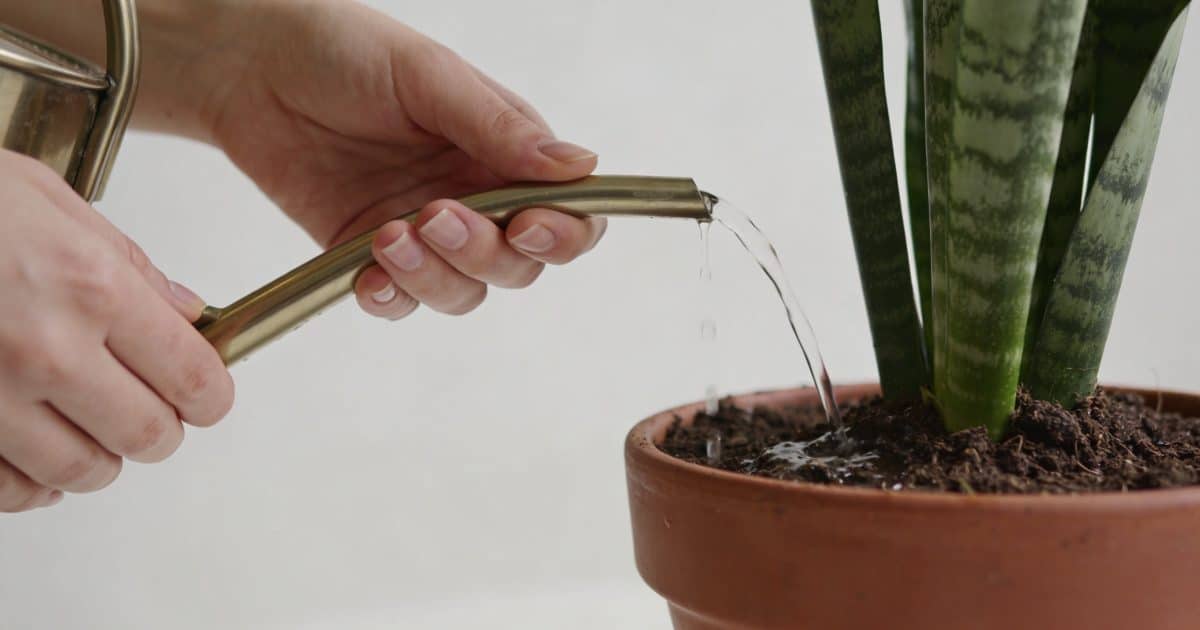 Mains arrosant doucement une sansevieria en pot