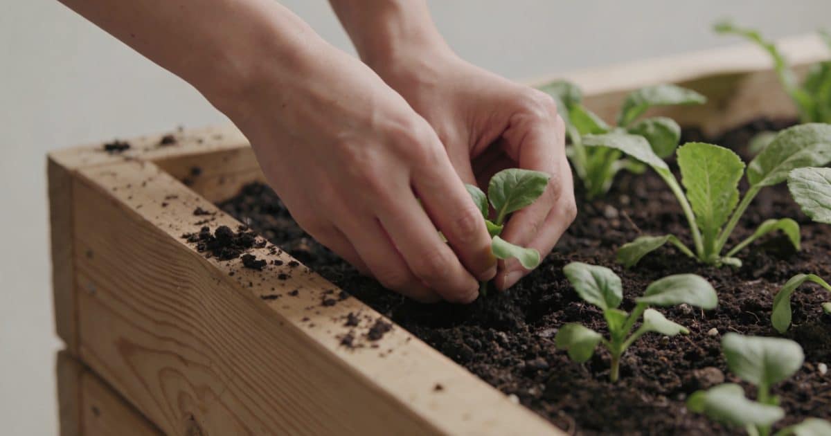 mains plantant des legumes dans un bac surélevé en bois