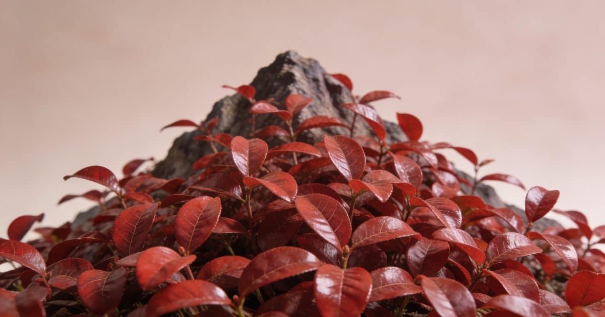 Massif de plantes aux feuilles rouges brillantes