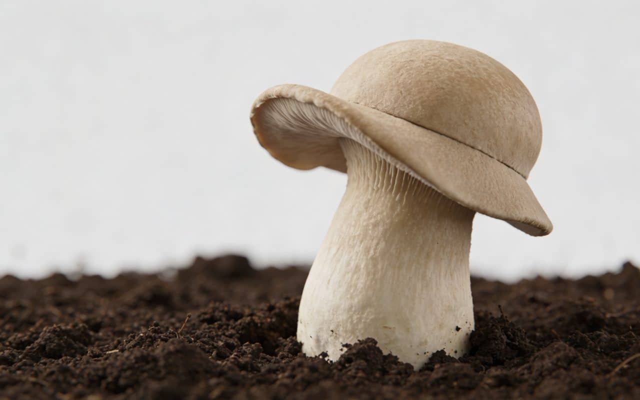 petit champignon beige dressant son chapeau dans terreau brun