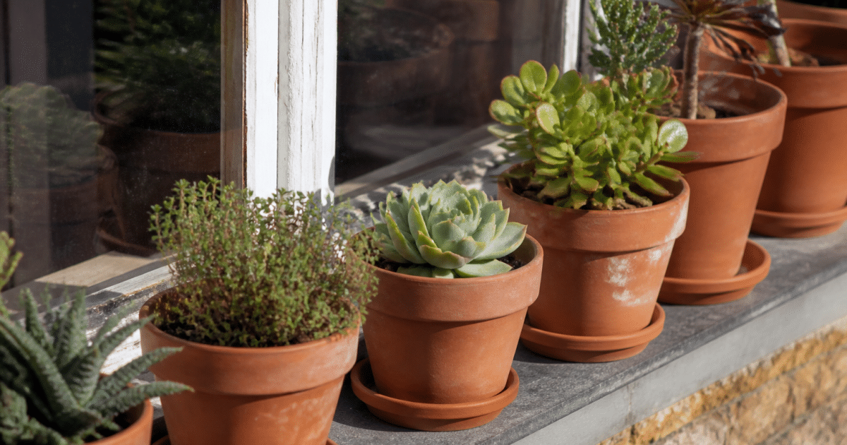 Petits pots terracotta alignes sur rebord fenetre ensoleille