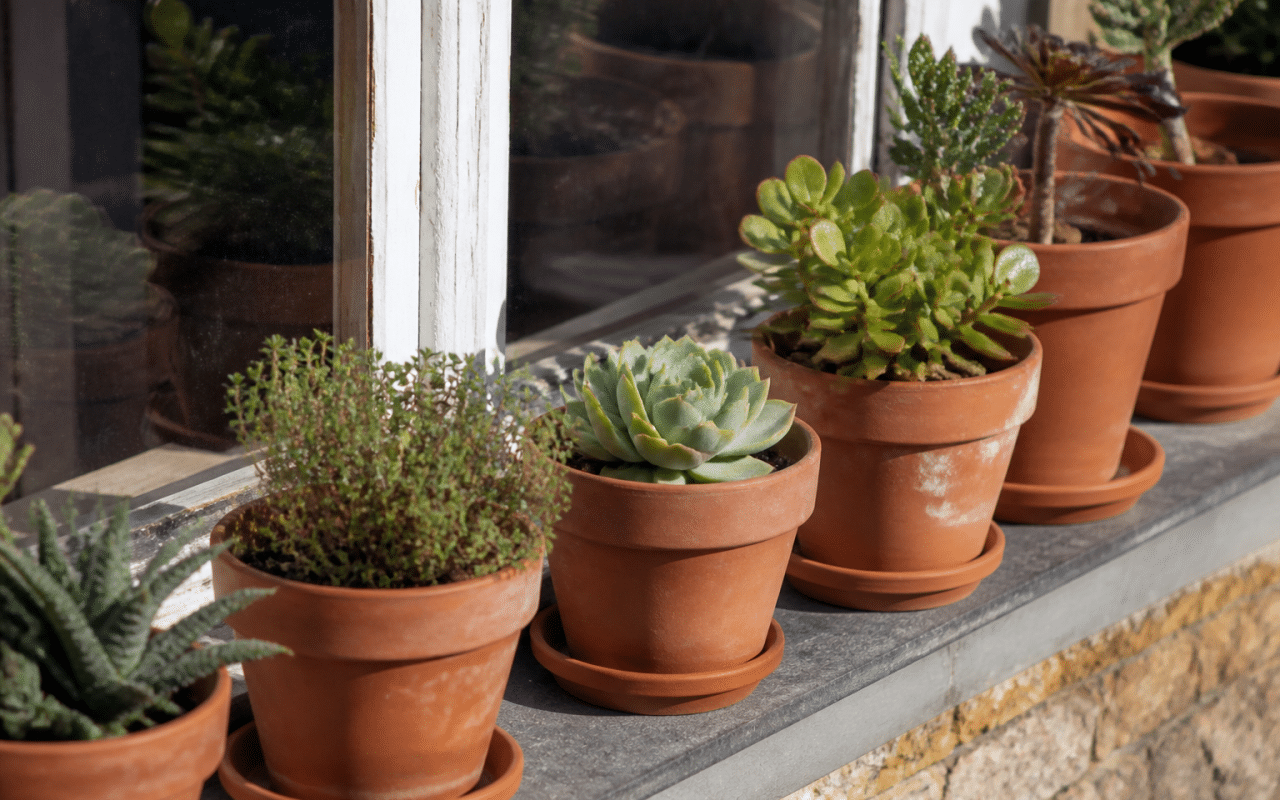 Petits pots terracotta alignes sur rebord fenetre ensoleille