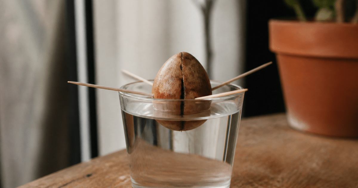 Noyau avocat suspendu au-dessus verre eau avec piques