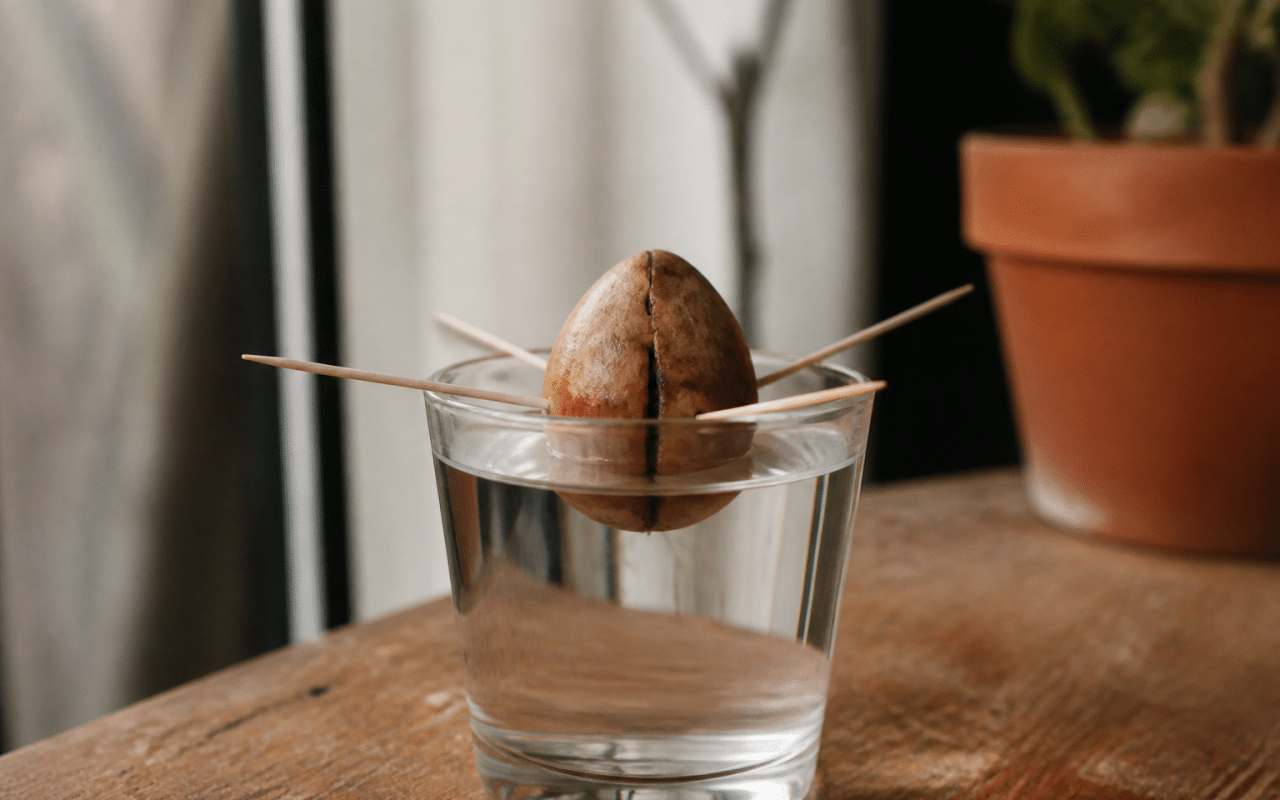 Noyau avocat suspendu au-dessus verre eau avec piques