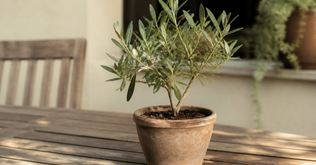Petit olivier vert dans pot terracotta sur table bois