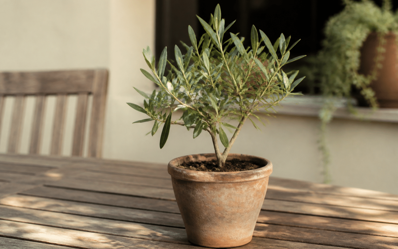 Petit olivier vert dans pot terracotta sur table bois