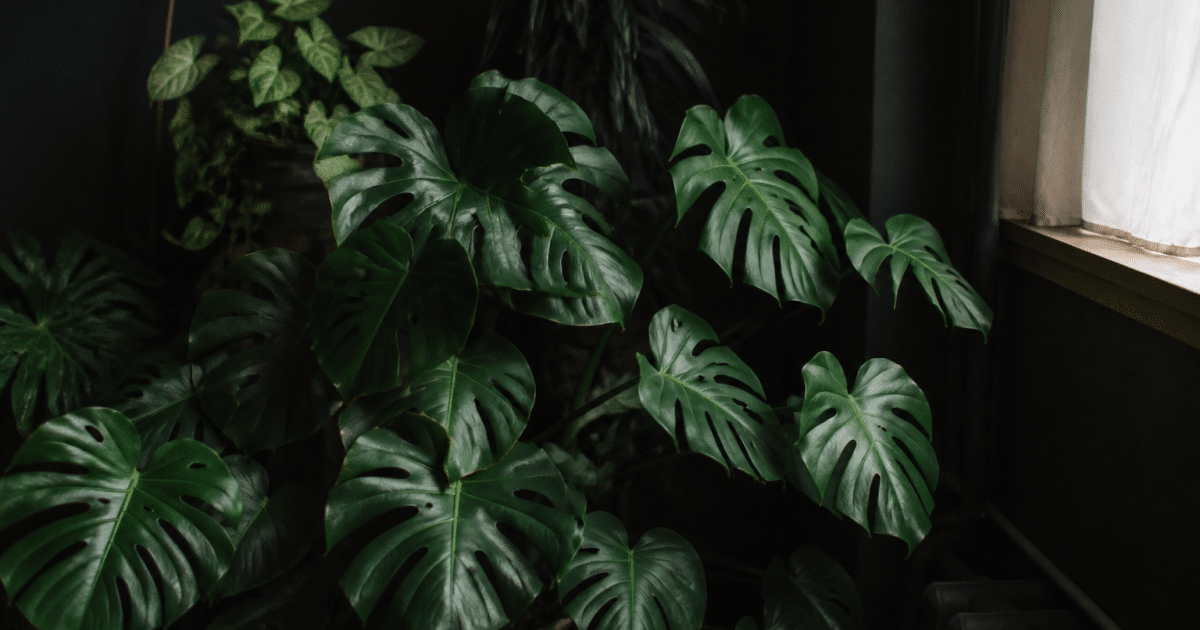 Feuillage vert luxuriant dans coin sombre d'intérieur