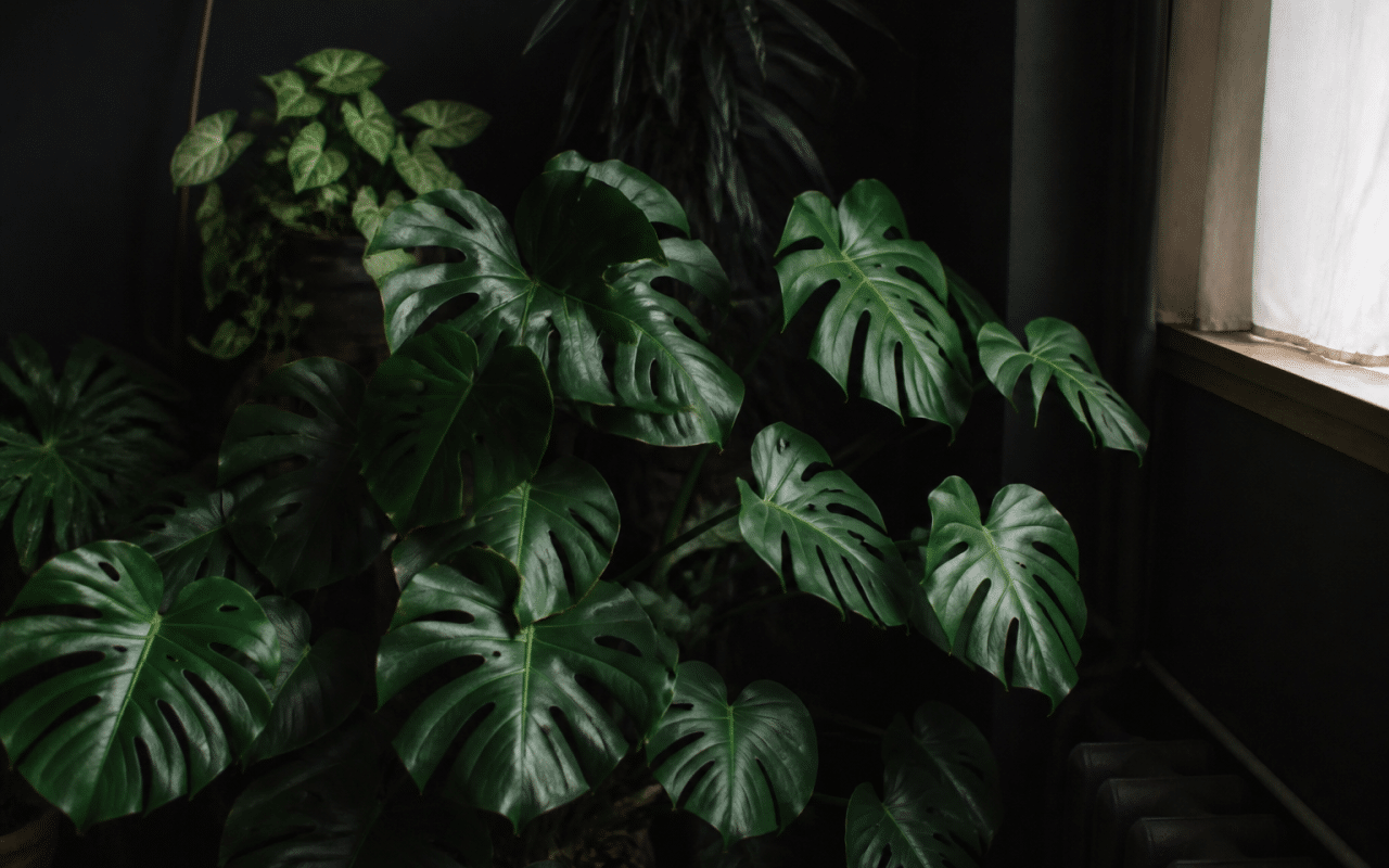 Feuillage vert luxuriant dans coin sombre d'intérieur