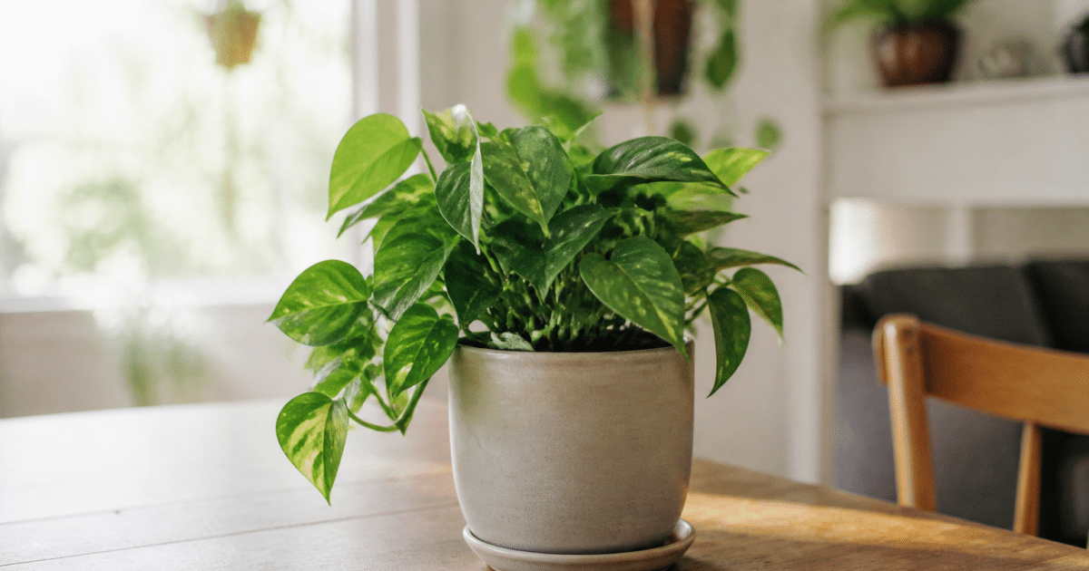 Plante verte en pot sur table interieure bien eclairee