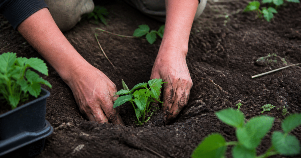 Mains plantant jeunes fraisiers dans terre humide