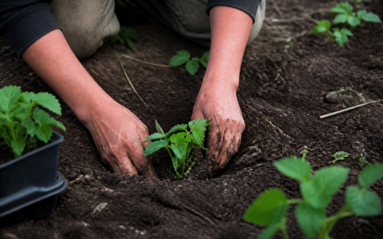 Mains plantant jeunes fraisiers dans terre humide
