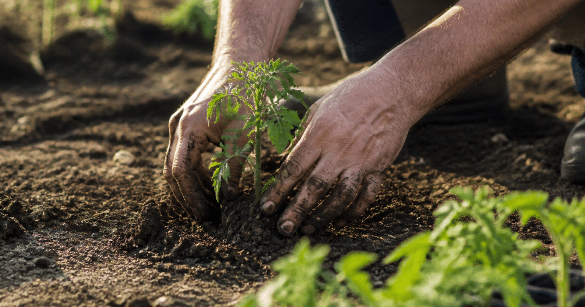 Mains plantant jeunes plants tomates en terre