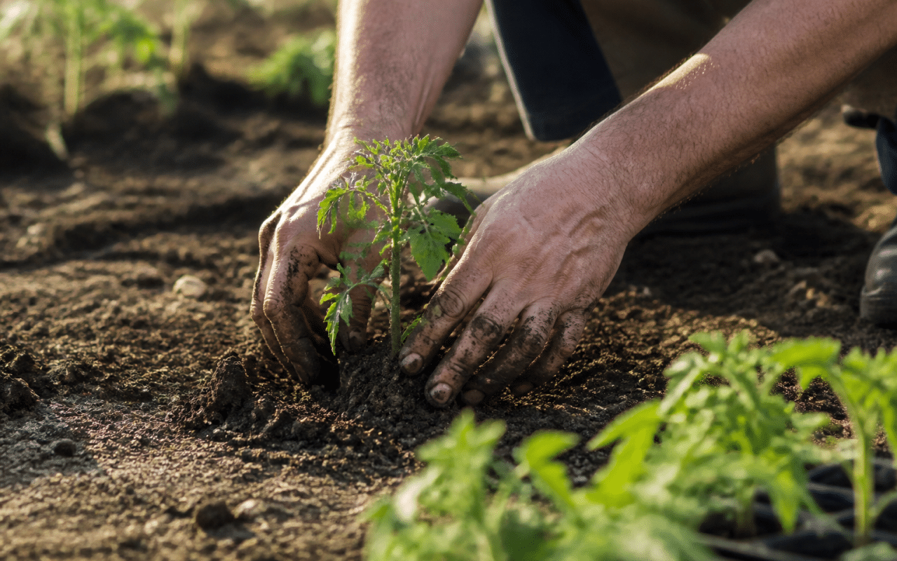 Mains plantant jeunes plants tomates en terre