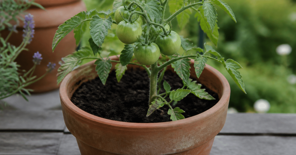 Main tenant plant tomate verte dans pot terre rempli