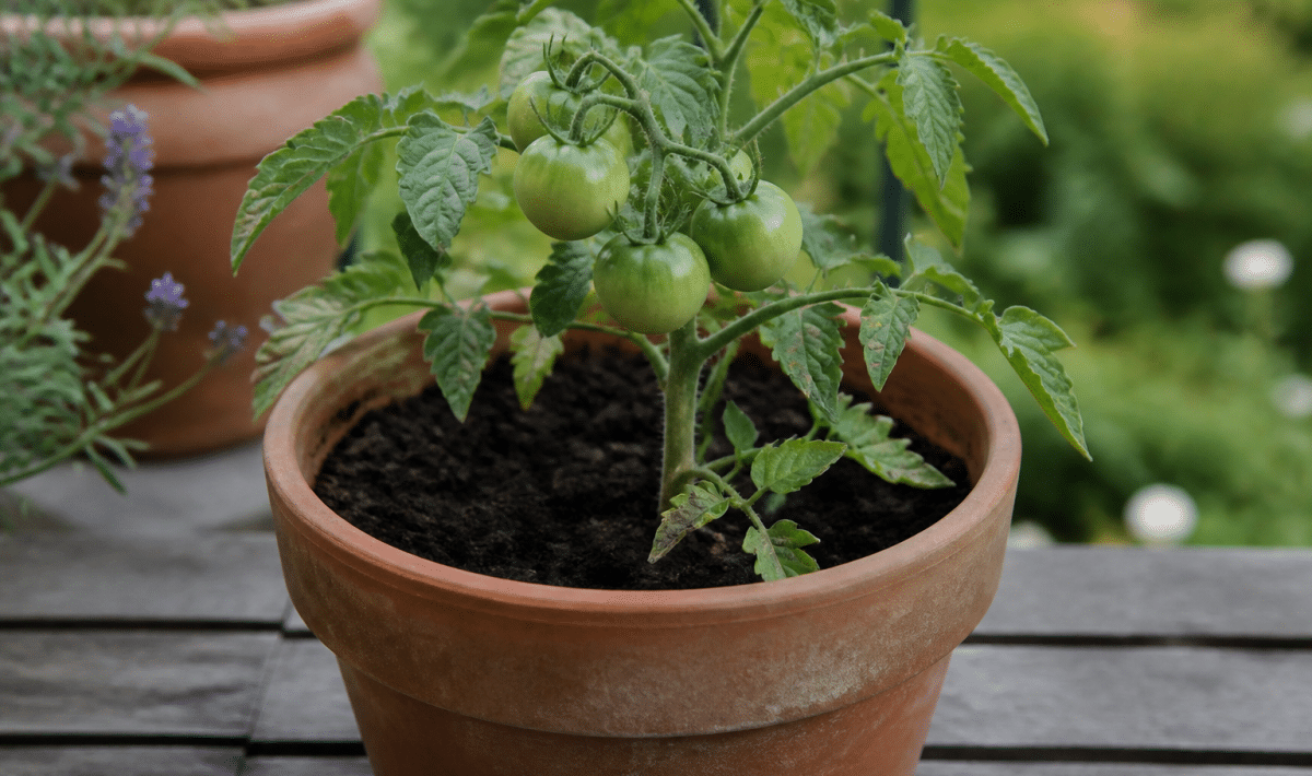 Main tenant plant tomate verte dans pot terre rempli