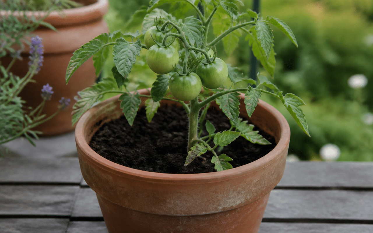 Main tenant plant tomate verte dans pot terre rempli