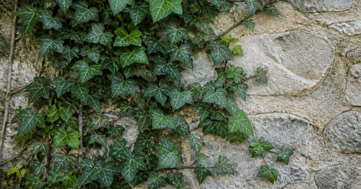Lierre dense grimpant le long d'un mur vertical de pierre