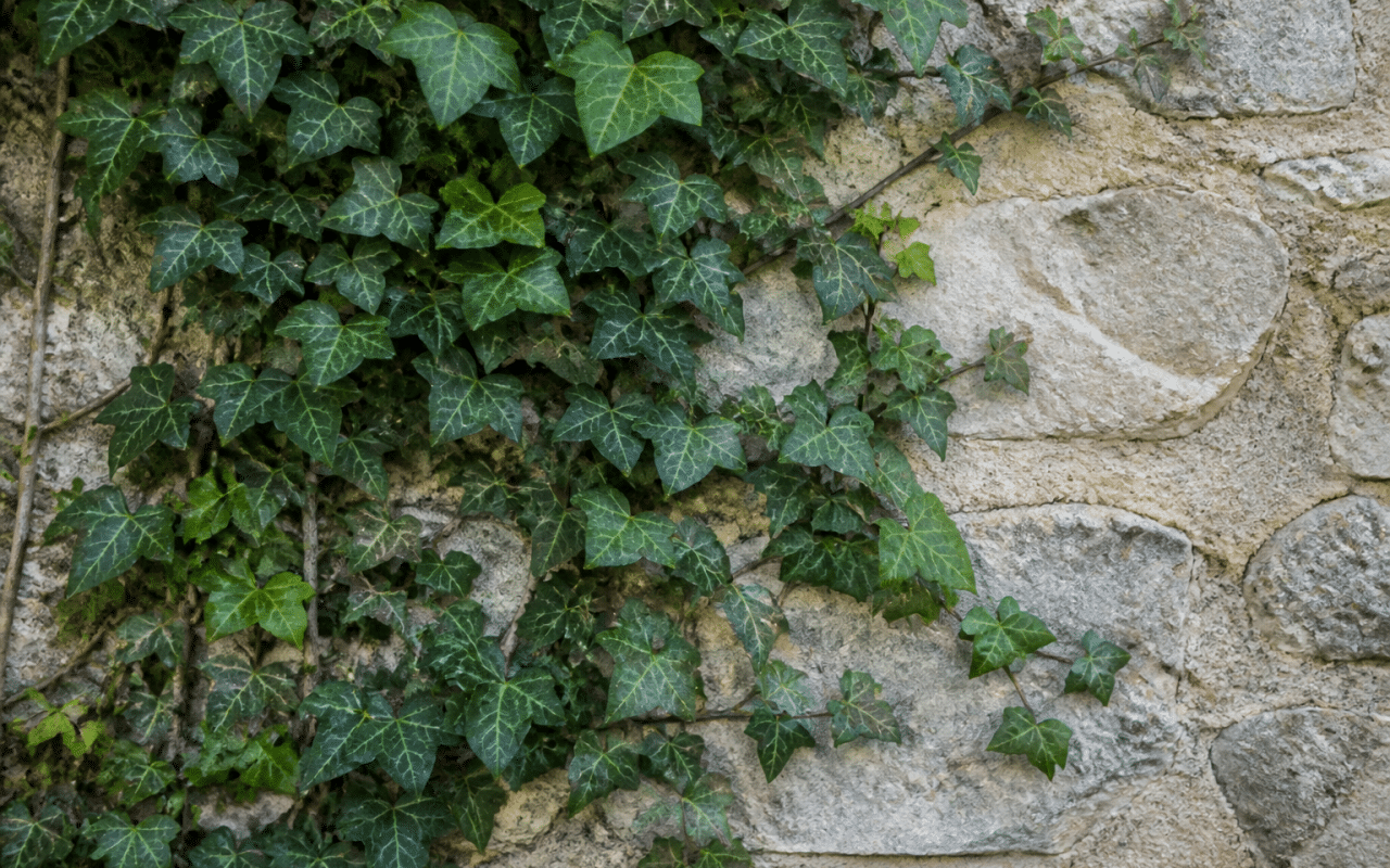 Lierre dense grimpant le long d'un mur vertical de pierre