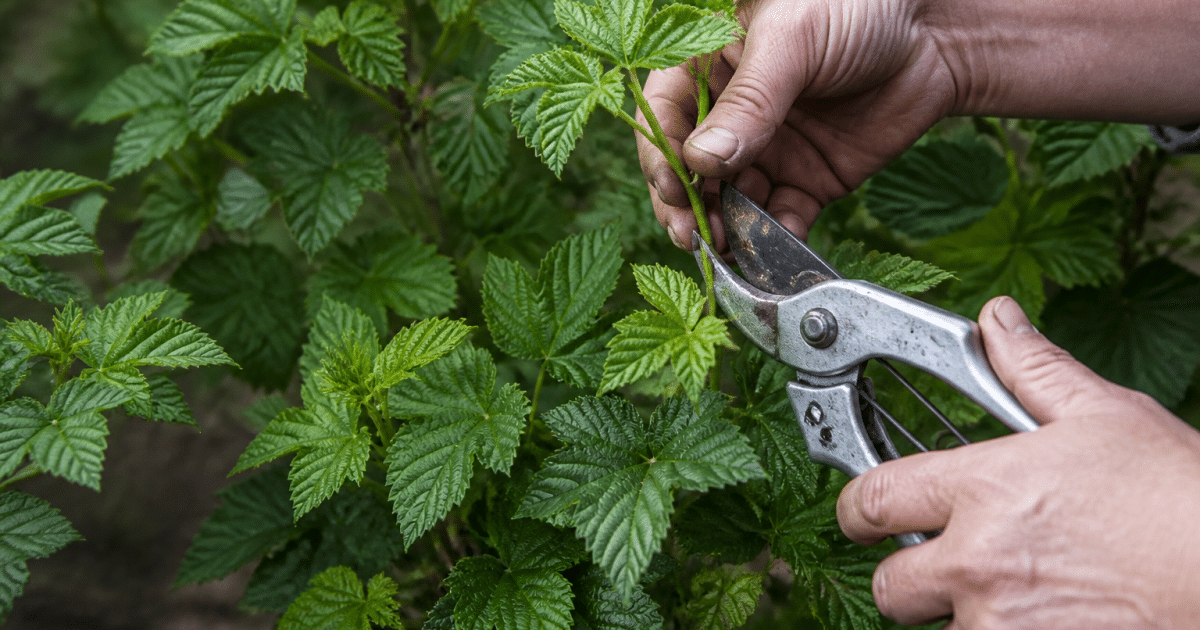 Mains tenant branches feuillues de framboisier avec cisailles de jardinage