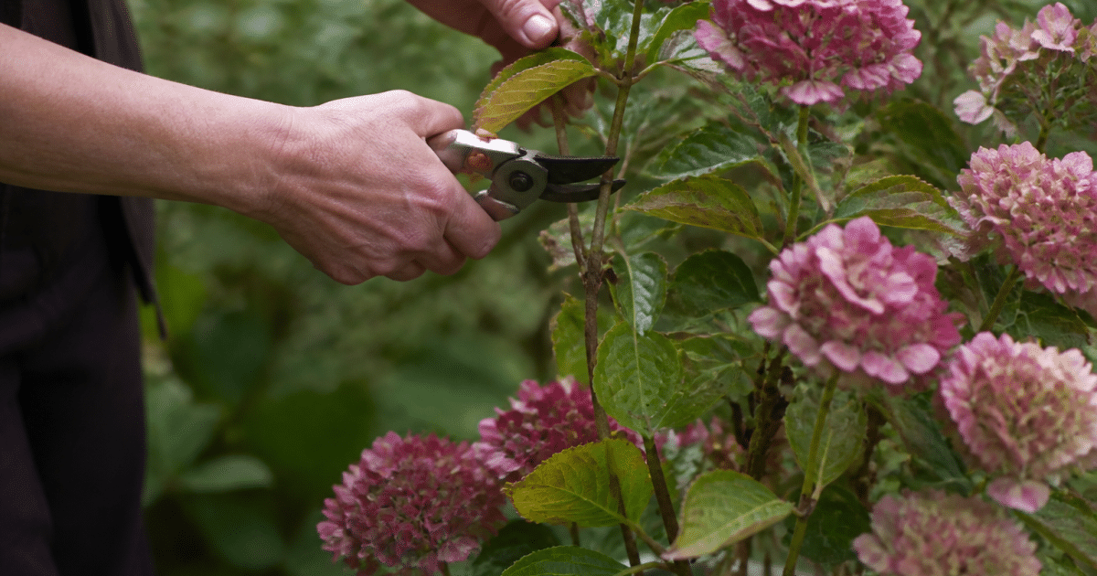 Secateur coupant branche hortensia fleurie en plein air