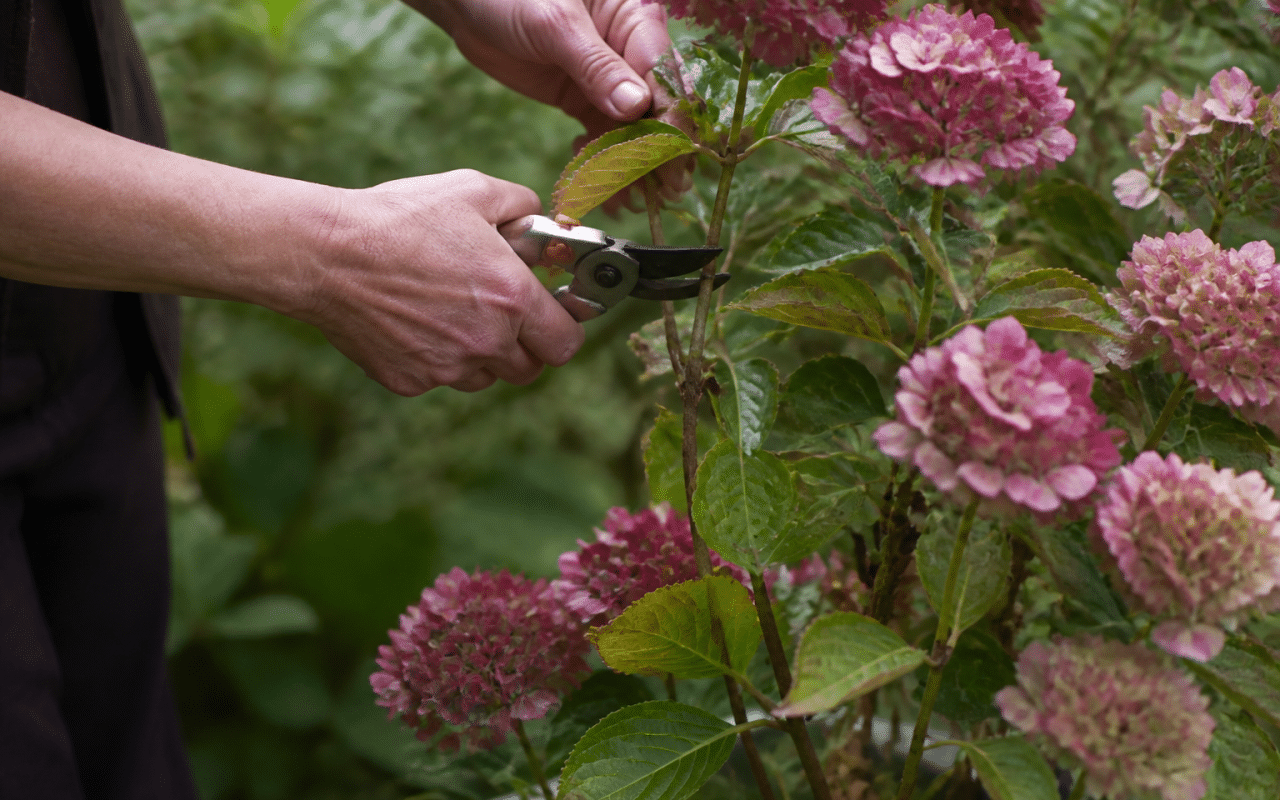 Secateur coupant branche hortensia fleurie en plein air