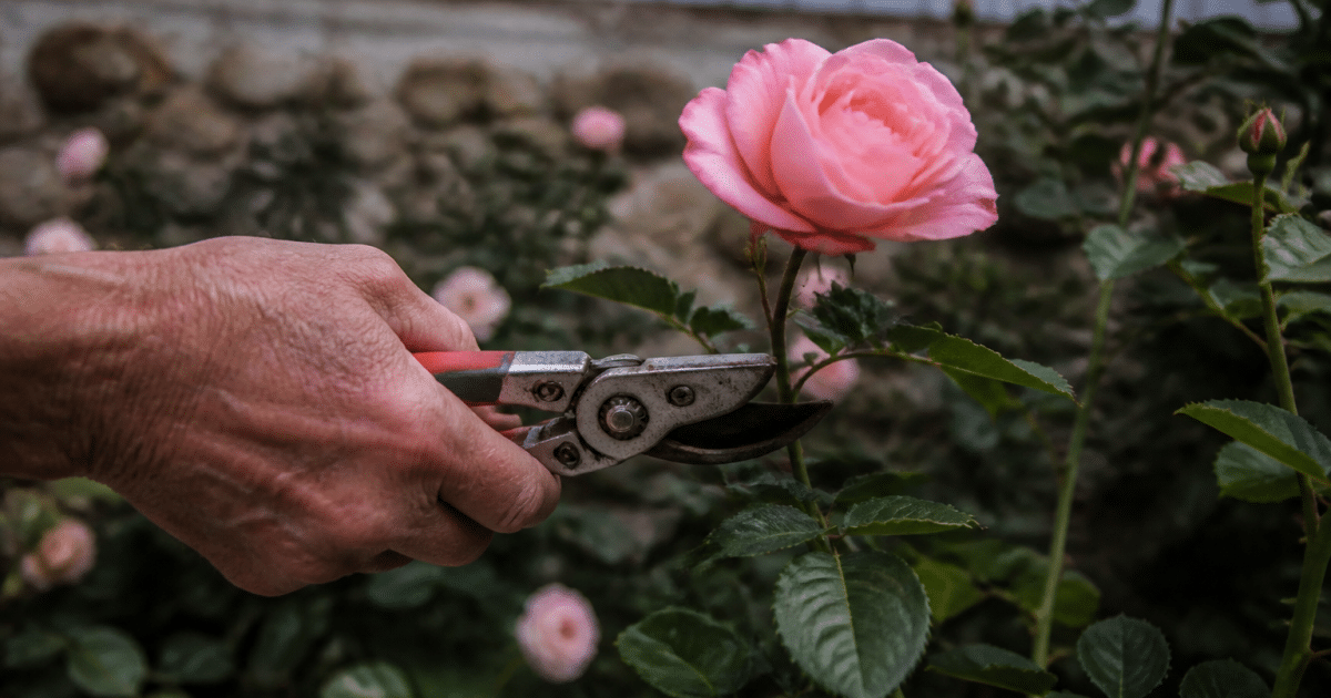 Secateur coupant branche rosier fleur rose epanouie