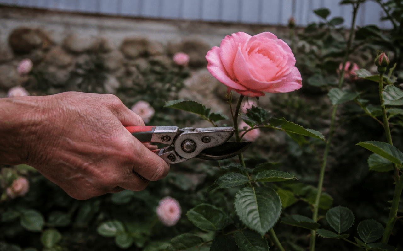 Secateur coupant branche rosier fleur rose epanouie